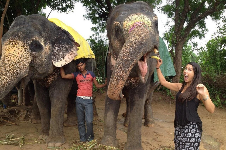 Jaipur: Hathigao Elephant Village Ride, Feeding, & Photos Riding, Feeding, Climbing And Photography with Elephant