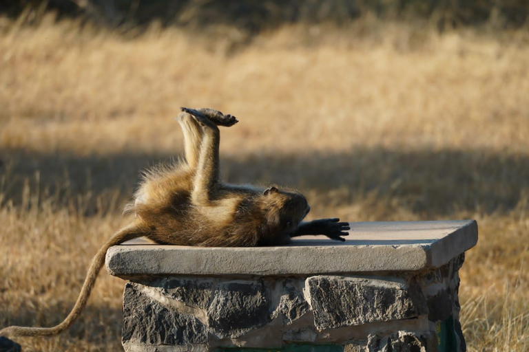 Livingstone: Game Drive & Cultural Tour Game viewing and Rhino walk in the Mosi oa Tunya park