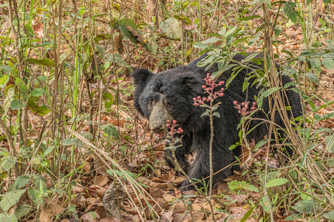 Chitwan Big Five Safari – 5 Days All Inclusive