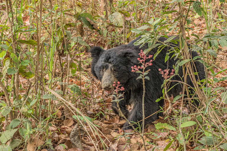 Chitwan Big Five Safari – 5 Days All Inclusive