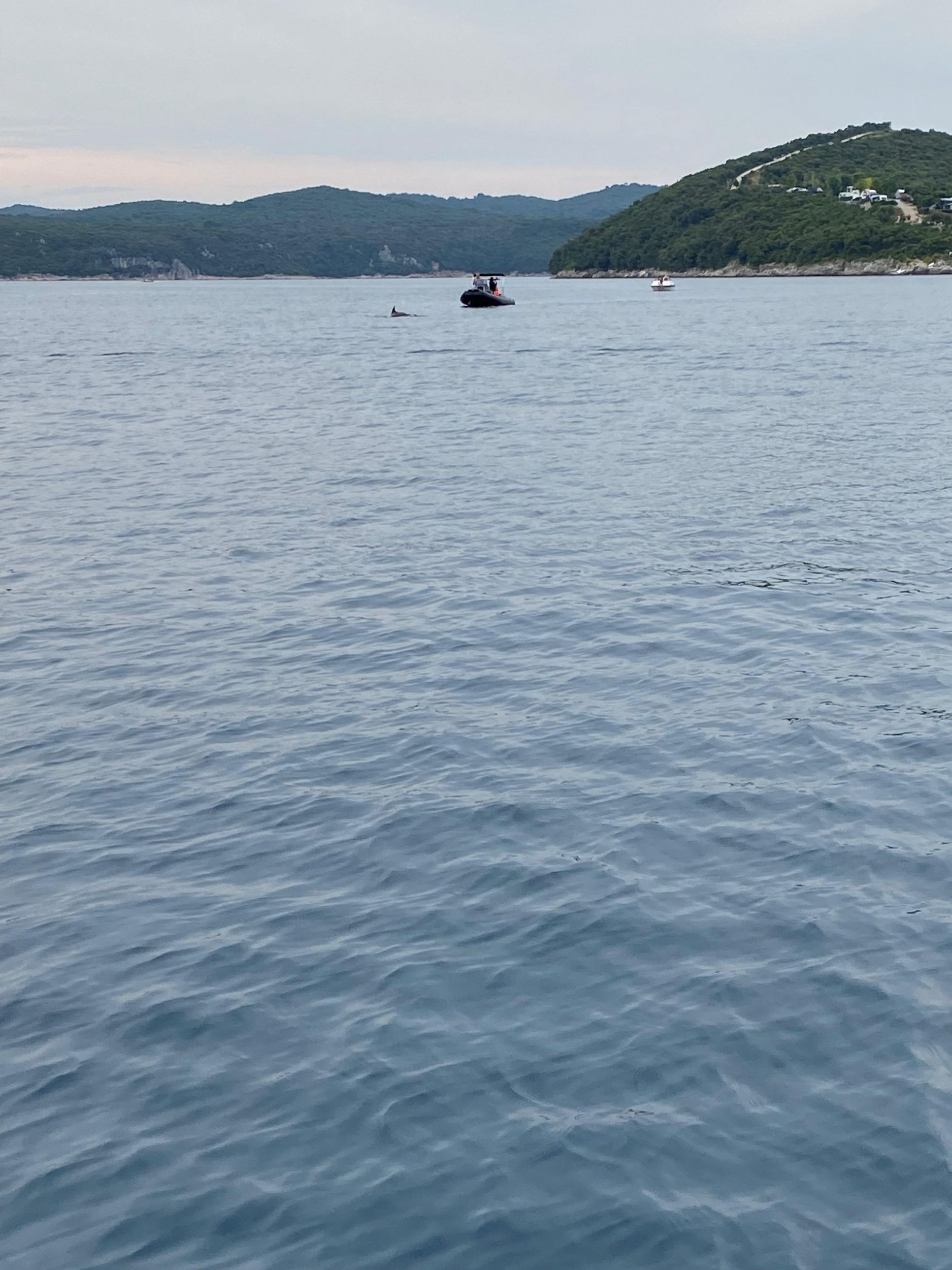 Delfin-Tour bei Sonnenuntergang ab Poreč – Privates Schnellboot, max. 8 Personen