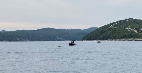 Delfin-Tour bei Sonnenuntergang ab Poreč – Privates Schnellboot, max. 8 Personen