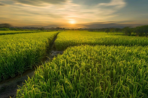 Guilin : tour en bateau dans les marais de Huixian et visite des champs de verre