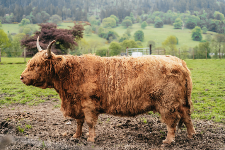 Desde Edimburgo: Excursión mágica por las Highlands con el Expreso de Hogwarts