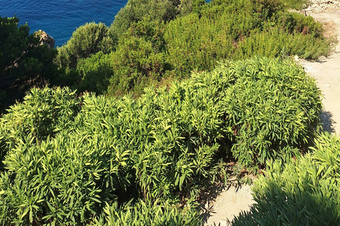 科孚岛：格利法达海滩、老城区和美食品尝私人观光科孚岛：格利法达海滩、老城区和美食私人观光