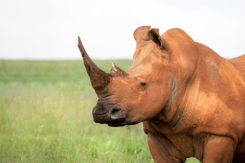 Parque Nacional Kruger de luxo: Safári e rota panorâmica