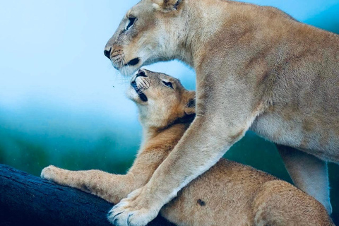 Kenya e Tanzania: Safari della Grande Migrazione di 10 giorni