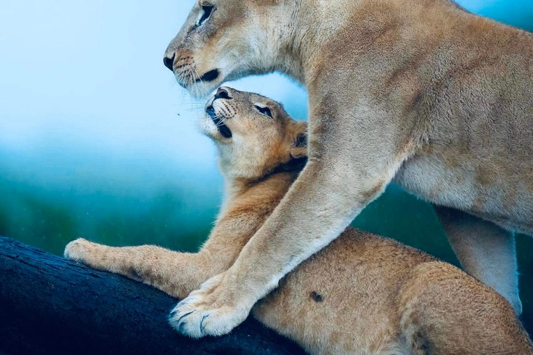 Kenya e Tanzania: Safari della Grande Migrazione di 10 giorni