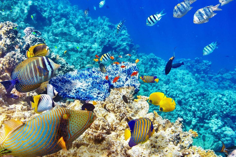 زنجبار: الغطس في البحيرة الزرقاء وجولة في أسماك النجوم