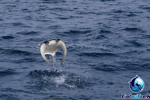 Safari z rurką Mobula RayPrywatne safari z rurką Mobula Ray