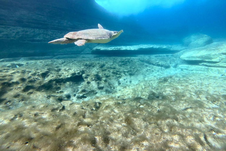 Paphos: snorkeltour met gids naar zeeschildpaddenPaphos: snorkelen met zeeschildpadden met gids