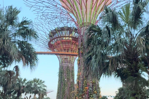 Gardens by the Bay Water Kidneys and Energy Brain