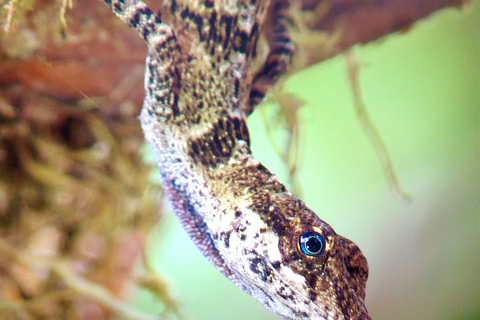 Monteverde Hanging Bridges and Night Walk Tour Rain forest night tour