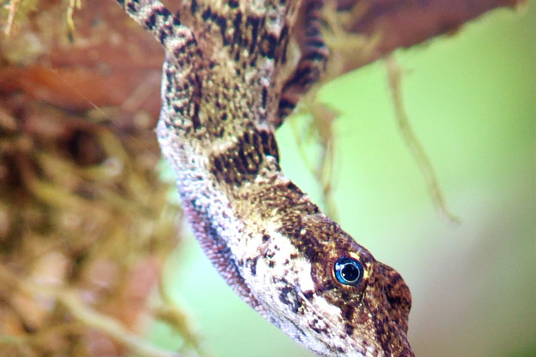 Monteverde Hanging Bridges and Night Walk Tour Rain forest night tour