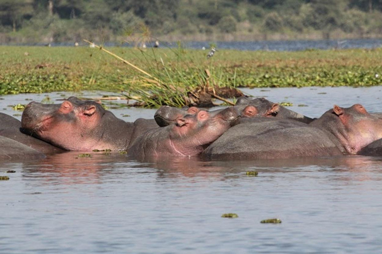 Arusha: National Park Day Trip with Hotel Pickup