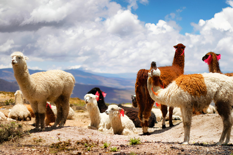 Överföring från Colca (Chivay) till Puno