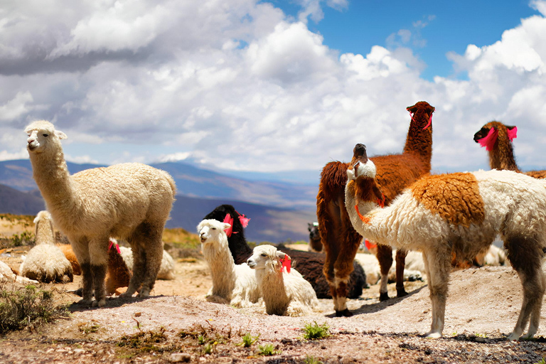 Transfert de Colca (Chivay) à Puno