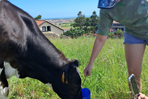 Azores: Half-Day Dairy Farm Tour