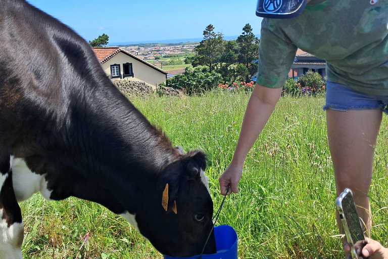 Azores: Half-Day Dairy Farm Tour