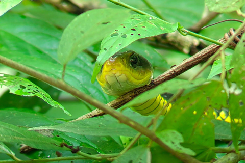 Parc Manuel Antonio : Visite guidée des animaux et de la plageParc Manuel Antonio : Visite guidée de la faune et de la flore et temps passé à la plage.