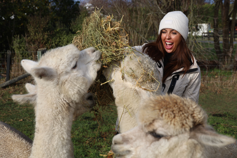 From Christchurch: Alpaca Farm Tour with Feeding and Guide