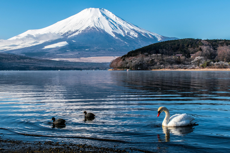 Tokio: Privétour naar Mount Fuji met ophaal- en terugbrengservice