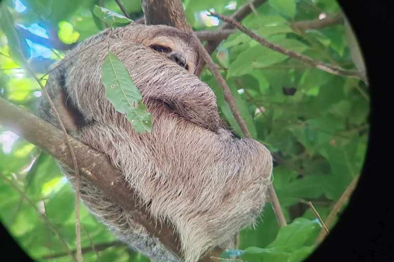 Manuel Antonio National Park: Wildlife-Watching Guided Hike