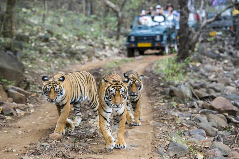 Z Jaipuru: 1-dniowa wycieczka do Parku Narodowego Ranthambore z safari