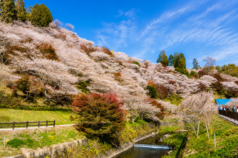Nagoya: Obara Cherry Blossoms & Korankei Autumn Illumination