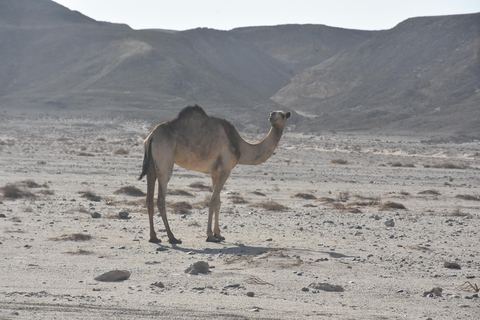 Hurghada: Camel Ride & horse ride and Off-Road Jeep Tour pickup from hotels inside hurghada