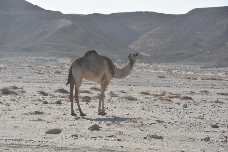 Hurghada: Camel Ride & horse ride and Off-Road Jeep Tour pickup from hotels inside hurghada