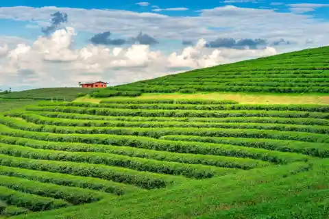 Munnar: 5-Day Tour with Houseboat Cruise