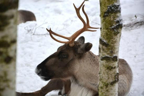 From Rovaniemi: 2-Day Private Lapland Tour with Santa & Zoo
