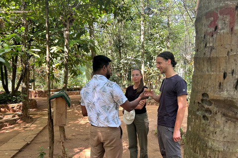 Kandy: Sigiriya, Dambulla, or Habarana Transfer & Tour