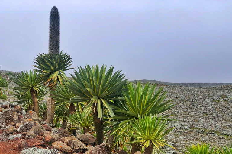3 Tage in den Bale Mountains