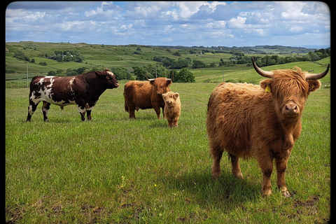 Glasgow: Highland Cow Trailer Tour with home baking