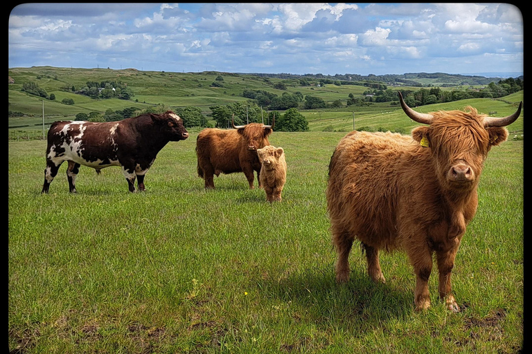 Glasgow: Highland Cow Trailer Tour with home baking
