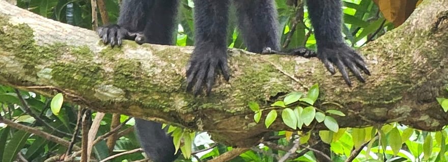 Uvita : observation des singes et survie sur la plage