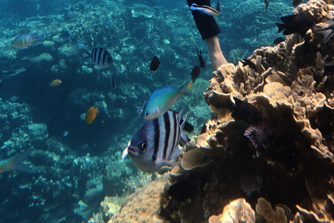 Budva: Snorkeling Boat Trip to Hidden Reefs & Tunnels⁠