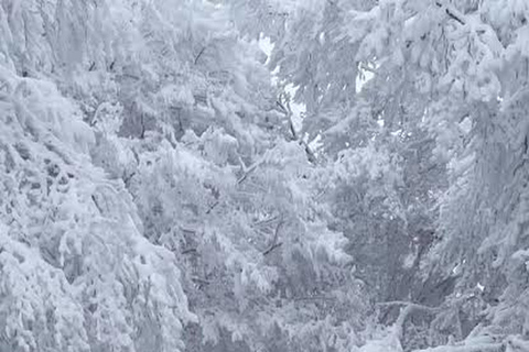 From Tbilisi: Sabaduri Forest, Chronicles & Bear Zoo