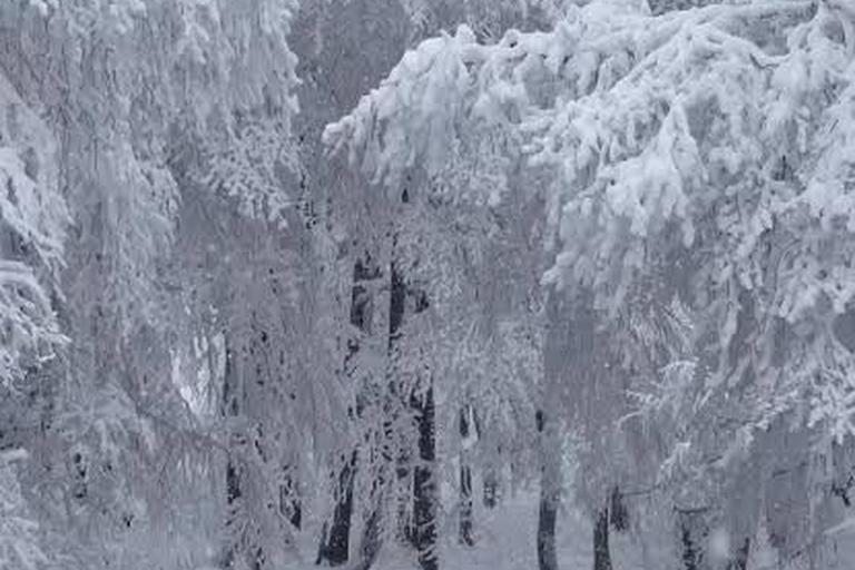 From Tbilisi: Sabaduri Forest, Chronicles & Bear Zoo