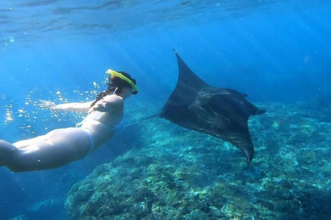 Nusa Penida: Snorkeling Adventure at Manta Point Sharing Boat: Manta Point & Gamat Bay Adventure