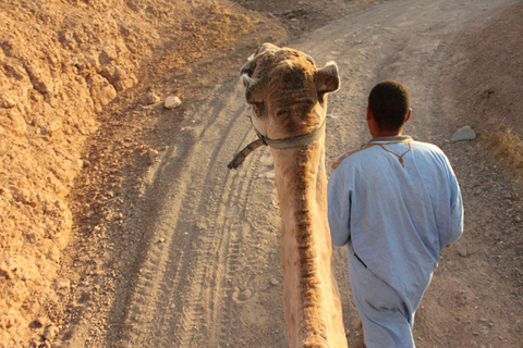Desde Agadir: Paseo en Camello y Excursión a los Flamencos