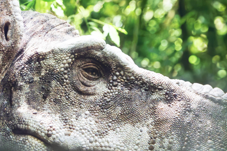 Hamburg: Port des Lumières Prehistoric Planet: Dinosaurs