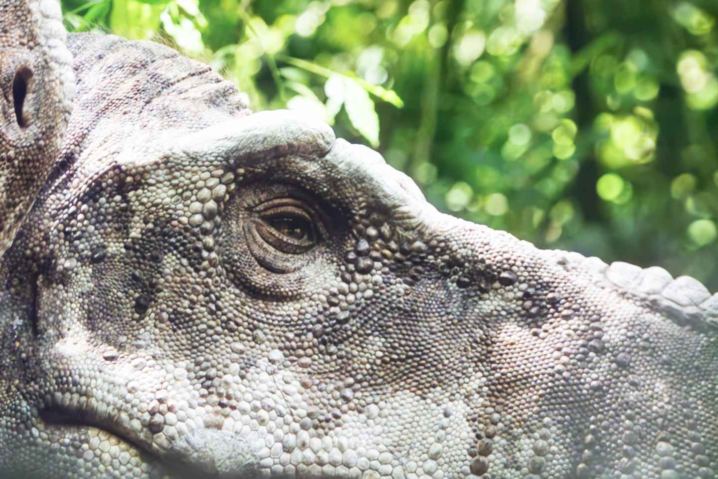 Hamburg: Port des Lumières Klimt & Hundertwasser Ticket