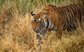 Bardia Tour-Tiger Safari in Nepal