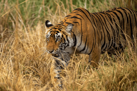 Bardia Tour-Tiger Safari in Nepal Bardia