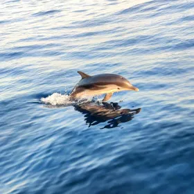 Giardini Naxos Taormina: Bootstour zum Sonnenuntergang und Delfinsuche