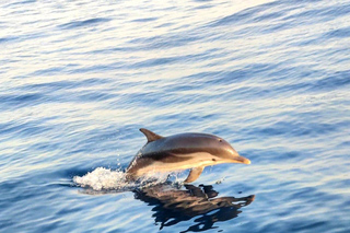 Avvistamento dei delfini a Taormina