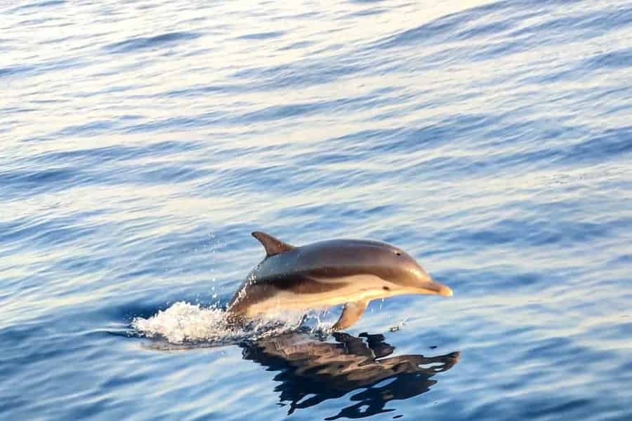 Giardini Naxos: Dolphin Searching Sunset Bootstour. Foto: GetYourGuide Giardini Naxos: Dolphin Searching Sunset Bootstour. Foto: GetYourGuide